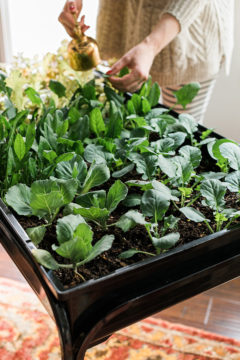 How to Plant an Indoor Lettuce Cart in 5 Steps